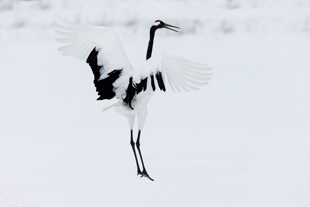 Japan-Hokkaido-Kushiro A red-crowned crane assumes elegant positions during its courtship dance